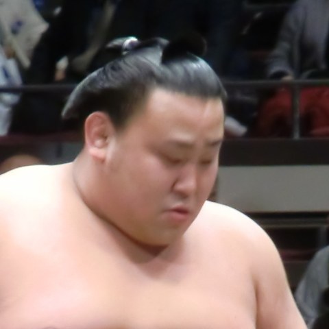 旭日松